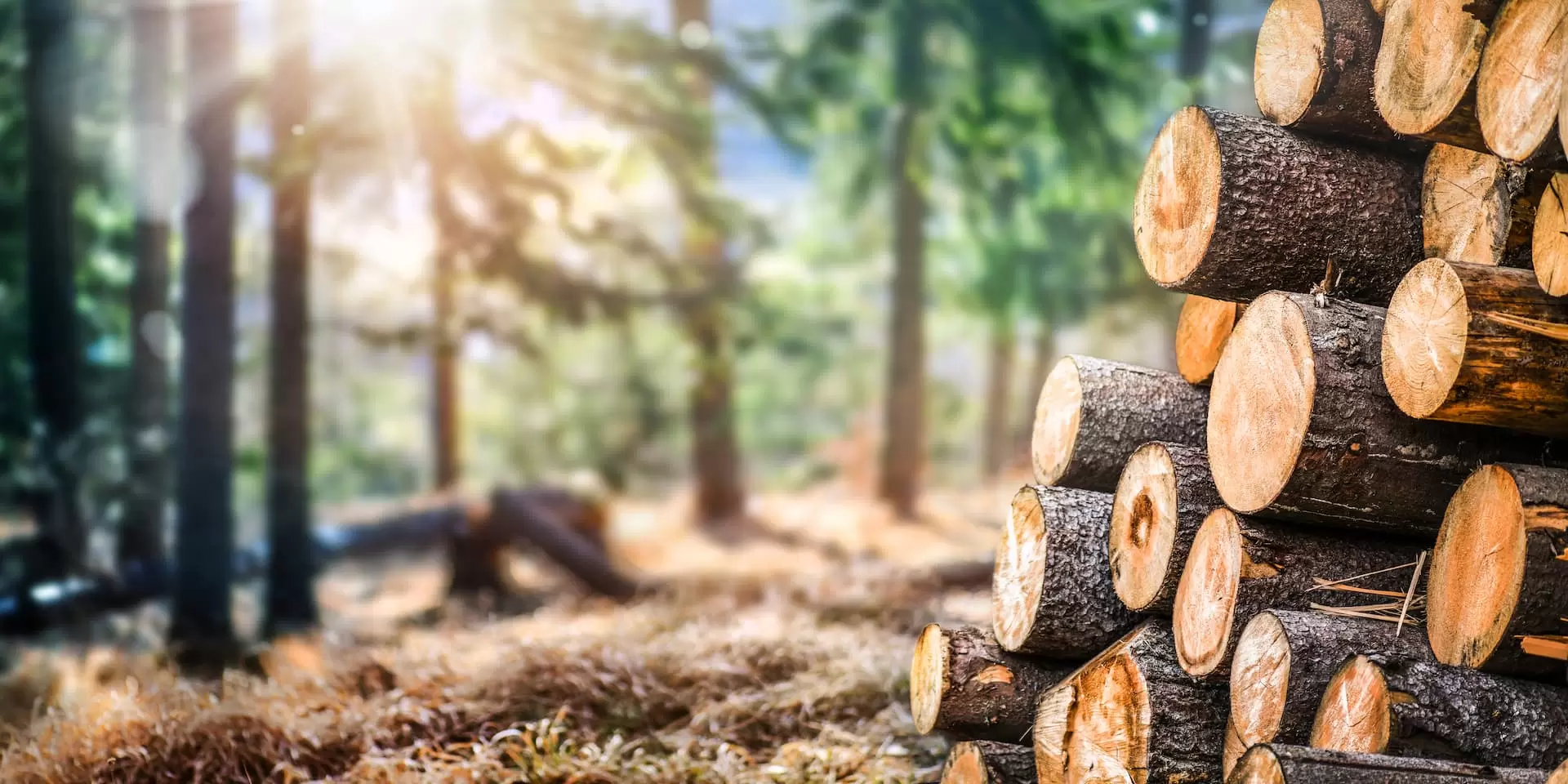 Wald mit Holz 